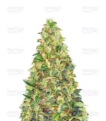 herbies-medical-herbies-usa-express