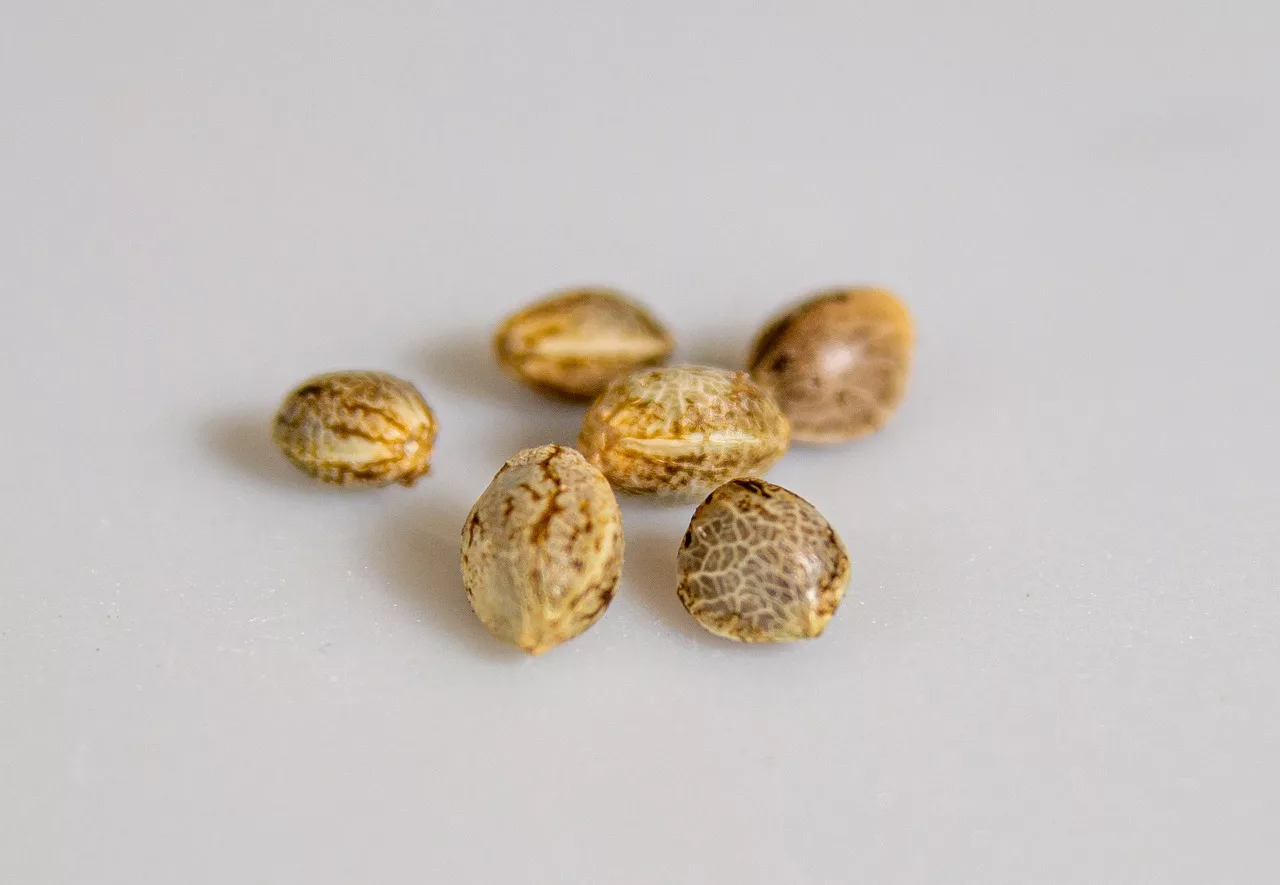 where is herbies seeds